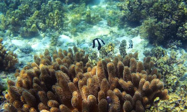 Tropical Fish Sunny Coral Reef Undersea Landscape Photo Fauna Flora — Stock Photo, Image