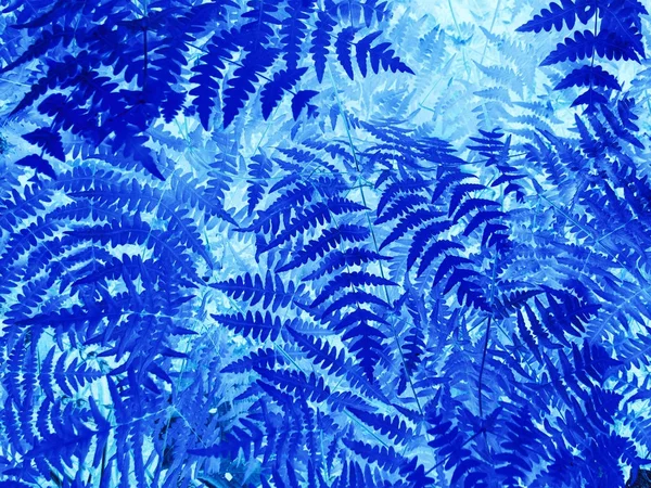 自然シダ葉クローズ アップ 飾り葉青トーンの写真 刻まれたシダの葉の抽象的な背景の反転写真 芸術的なシダのパターン 熱帯の自然バナー テンプレート トレンディな青シダ印刷 — ストック写真