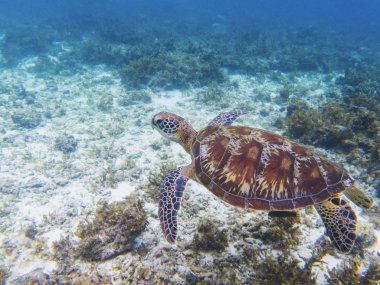 Tropikal deniz Yeşil Kaplumbağa. Deniz kaplumbağa sualtı fotoğraf. Doğal ortamda deniz kaplumbağası. Yeşil Kaplumbağa su altında yüzüyor. Mercan kayalığı sakinleri. Tropikal deniz kıyısı, suda yaşayan hayvan