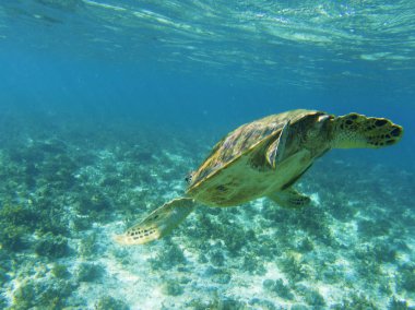 Deniz kaplumbağası Deniz altına dalıyor. Tropik sahil sualtı fotoğraf. Deniz kaplumbağa denizaltı. Yeşil Kaplumbağa doğal ortamda. Yeşil Kaplumbağa su altında yüzüyor. Tropik sahil deniz hayvanı