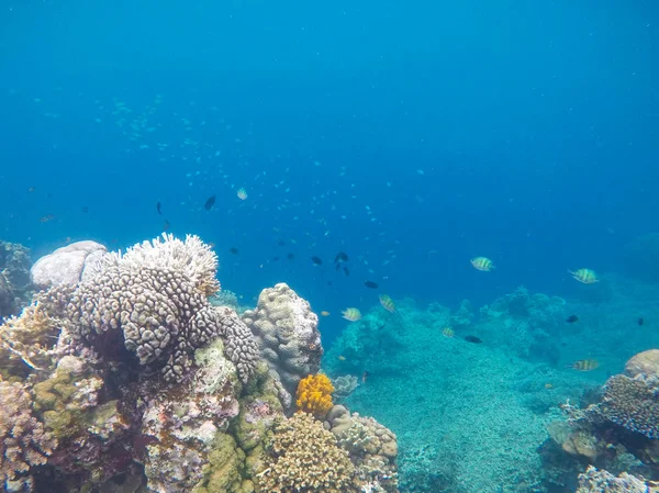 Білий Корал Дні Тропічного Моря Блакитна Морська Вода Кораловий Риф — стокове фото