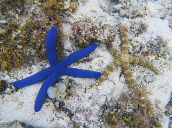 Синяя Звезда Рыба Белом Песке Морского Дна Тропические Морские Звезды — стоковое фото