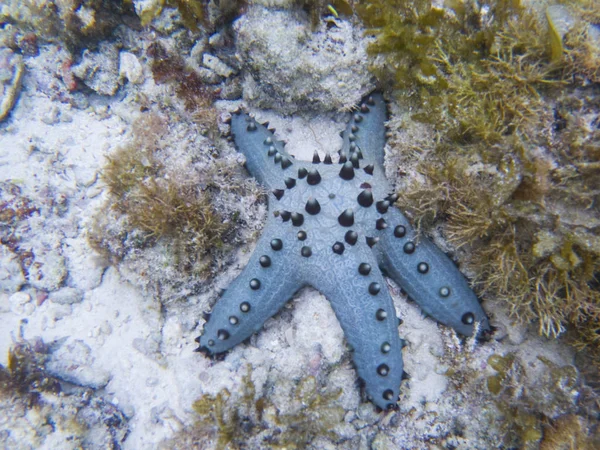 Blue star fish on white sand sea bottom. Tropical starfish underwater photo. Exotic aquarium animal. Pillow starfish in sea. Tropical fish on white sand. Tropic seashore snorkeling. Coral reef animal