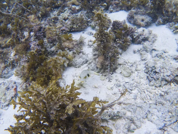 Pez Globo Costa Tropical Foto Submarina Animal Arrecife Coral Naturaleza — Foto de Stock