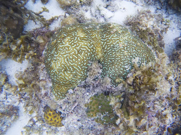 Zelený Coral Tropické Pobřeží Podvodní Fotografie Korálový Útes Zvíře Teplé — Stock fotografie