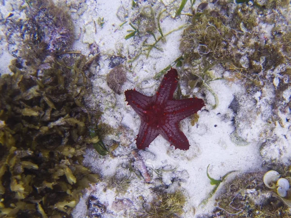 Красная Звезда Рыба Белом Песке Морского Дна Тропические Морские Звезды — стоковое фото