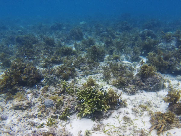 Dascillus Kolóniát Korallzátony Trópusi Tengerparton Víz Alatti Fénykép Korall Állat — Stock Fotó