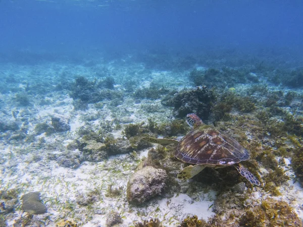 Exotic sea turtle in tropical sea shore. Marine tortoise underwater photo. Green turtle in natural environment. Green turtle swims underwater. Coral reef inhabitant. Marine animal of tropical seashore