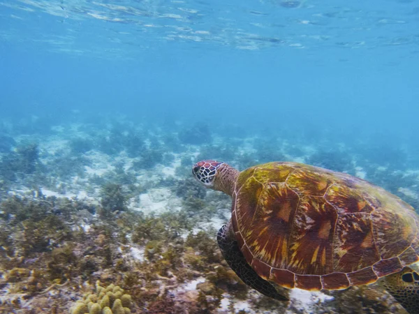 Old turtle in tropical sea shore. Marine tortoise underwater photo. Olive green turtle in natural environment. Green turtle swims underwater. Coral reef inhabitants. Marine animal of tropical seashore