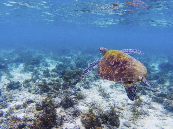 Olive green turtle in tropical sea shore. Marine tortoise underwater photo. Sea turtle in natural environment. Green turtle swims underwater. Coral reef inhabitants. Marine animal of tropical seashore