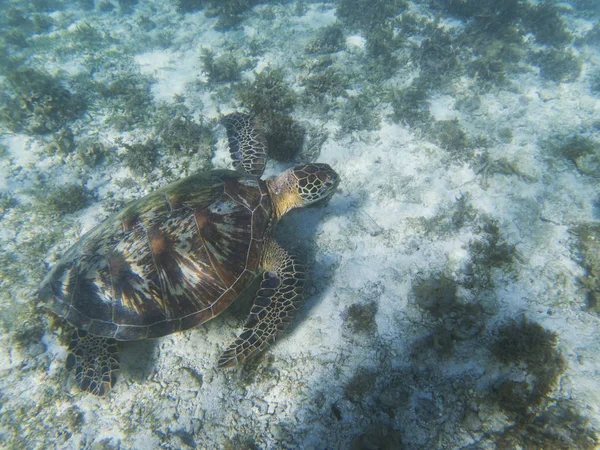 Sea turtle on sand sea bottom. Tropical seashore underwater photo. Marine tortoise undersea. Green turtle in natural environment. Green turtle swims underwater. Marine animal of tropical seashore