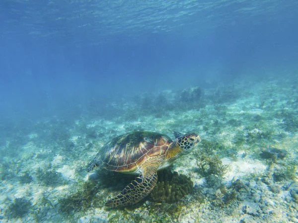 Sea turtle feeds by seaweed. Tropical seashore underwater photo. Marine tortoise undersea. Green turtle in natural environment. Green turtle swims underwater. Marine animal of tropical seashore