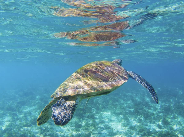Sea turtle in shallow sea water, tropical seashore underwater photo. Marine tortoise undersea. Green turtle in natural environment. Green turtle swims underwater. Marine animal of tropical seashore