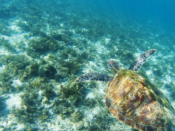 Sea turtle swims above sea bottom. Tropical seashore underwater photo. Marine tortoise undersea. Green turtle in natural environment. Green turtle swims underwater. Marine animal of tropical seashore