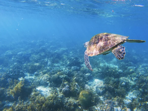 Sea turtle swims in blue water. Coral reef animal underwater photo. Marine tortoise undersea. Green turtle in natural environment. Green turtle underwater. Tropical seashore. Oceanic animal portrait