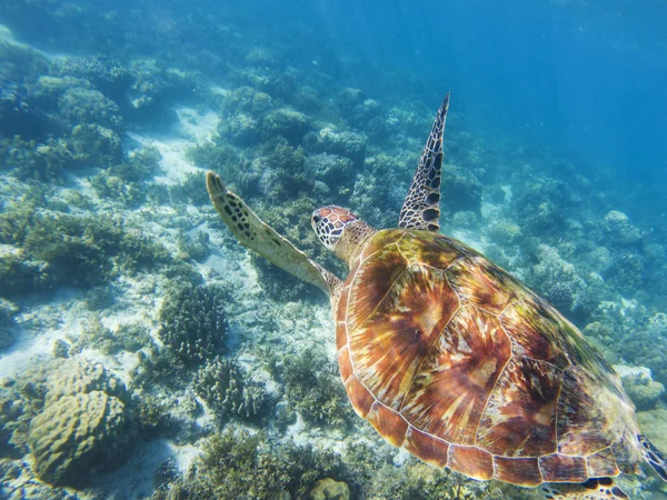 Sea turtle swims above sea bottom. Tropical seashore underwater photo. Marine tortoise undersea. Green turtle in natural environment. Green turtle swims underwater. Marine animal of tropical seashore