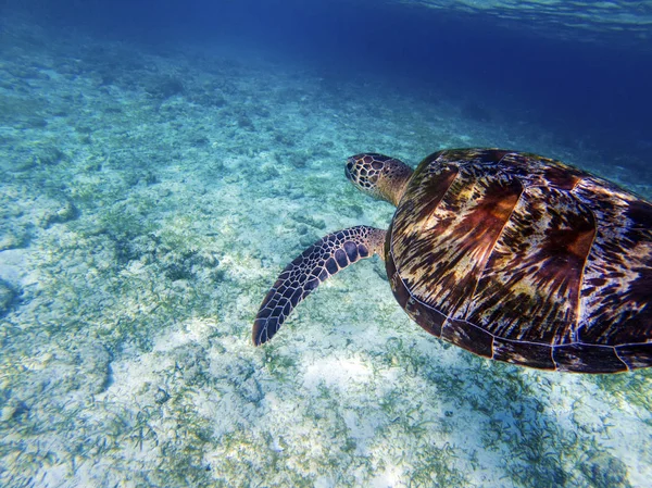 Sea turtle above white sand sea bottom. Coral reef animal underwater photo. Marine tortoise undersea. Green turtle in nature. Green turtle underwater. Tropical seashore. Oceanic animal portrait