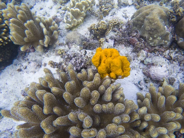 Yellow sea sponge and coral on white sand of tropical sea bottom. Bright orange sea sponge. Coral reef animals. Tropical seashore underwater photo. Coral reef undersea landscape. Yellow coral closeup