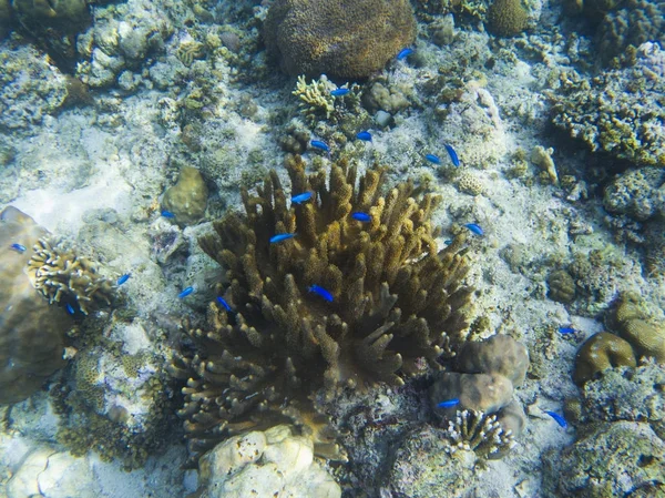Pesce Azzurro Wrasse Corallo Giallo Fondo Marino Tropicale Pesce Corallo — Foto Stock