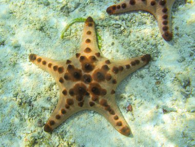 Turuncu denizyıldızı tropikal deniz sığ suda. Sualtı manzara pembe deniz yıldızı ile. Yastık denizyıldızı deniz suyu içinde. Beş tentacles ile yıldız balık. Beyaz kum kıyı ve pembe deniz yıldızı