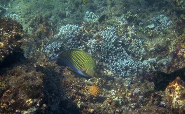 Surgeonfish tropikal deniz kıyısı sualtı fotoğraf. Mercan kayalığı hayvan. Sıcak deniz kıyısında doğa. Çizgili cerrah balık ve mercan. Deniz yaşamı denizaltı manzarası. Mercan manzara. Sığ su dalış