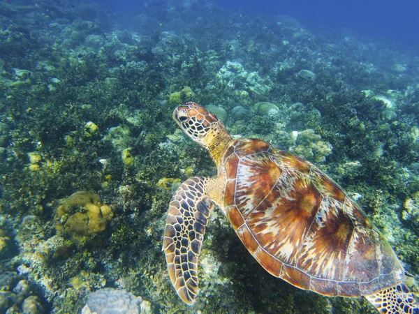 Sea turtle on green sea bottom. Tropical seashore underwater photo. Marine tortoise undersea. Green turtle in natural environment. Green turtle underwater. Marine animal of tropical seashore
