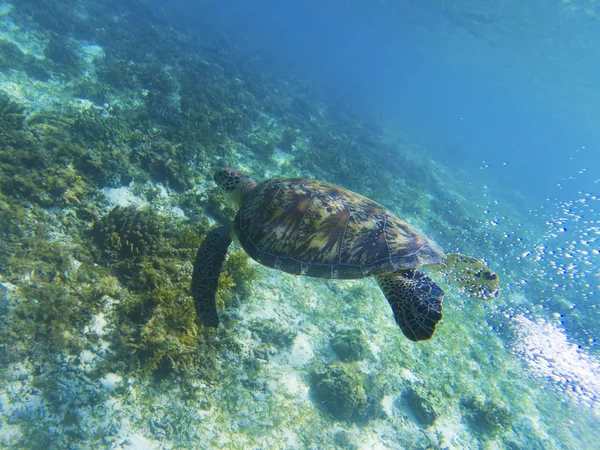 Sea turtle in sunshine. Coral reef animal underwater photo. Marine tortoise undersea. Green turtle in natural environment. Green turtle underwater. Tropical seashore. Oceanic animal portrait