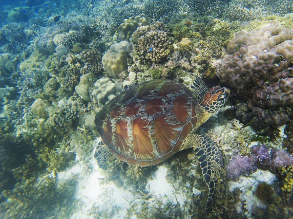 Sea turtle eats seaweed. Coral reef animal underwater photo. Marine tortoise undersea. Green turtle in natural environment. Green turtle underwater. Tropical seashore. Endangered species of animal