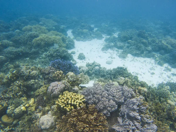 Paisaje Coralino Fondo Marino Tropical Joven Ecosistema Arrecifes Coral Animales — Foto de Stock