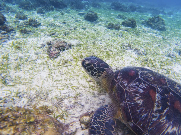 Sea turtle closeup portrait. Coral reef animal underwater photo. Marine tortoise undersea. Green turtle in natural environment. Green turtle underwater. Tropical seashore. Oceanic species of animal