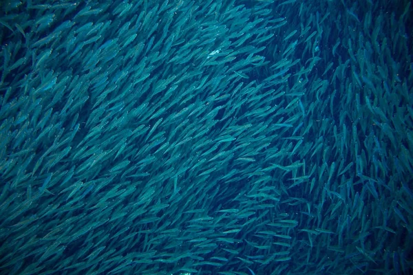 Морская Колония Сардин Океане Массивная Рыбная Школа Подводное Фото Огромная — стоковое фото