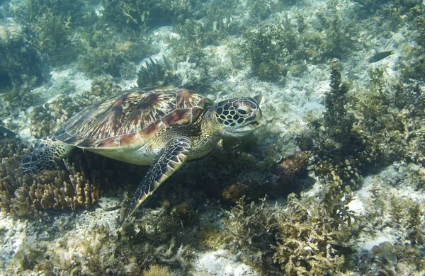 Havssköldpaddan Tropiska Seashore Närbild Marina Sköldpadda Undervattensfoto Green Turtle Naturlig — Stockfoto