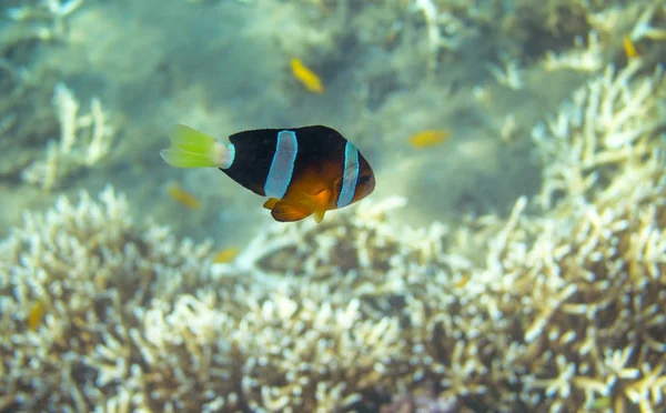 Yellow Black Clownfish Seashore Coral Fish Underwater Photo Orange Black — Stock Photo, Image