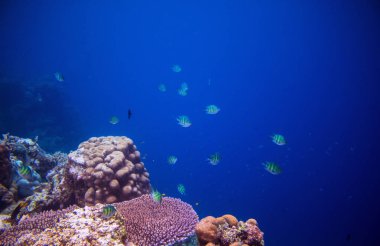 Mercan içinde tropikal balık Dascillus. Sualtı fotoğraf. Deniz balığı. Akvaryum balık vahşi doğada. Okyanus yaşamının denizaltı görüntülemek. Mercan kayalığı ortamı. Açık su dalış. Mercan renkli tropikal balık