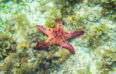 Kırmızı denizyıldızı deniz tropikal deniz yosunu. Sualtı manzara pembe deniz yıldızı ile. Yastık denizyıldızı deniz suyu içinde. Beş tentacles ile yıldız balık. Beyaz kum kıyı ve pembe deniz yıldızı. Parlak kırmızı yıldız balık