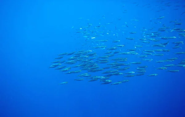 Zee Sardine Kolonie Blauwe Oceaan Enorme Vis School Onderzeese Foto — Stockfoto