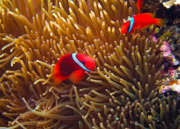 Orange Clown fish in actinia tentacle. Coral fish underwater photo. Orange and white anemonefish closeup. Coral reef animal. Warm tropical shore fauna. Aquarium fish in wild nature. Cute tropical fish