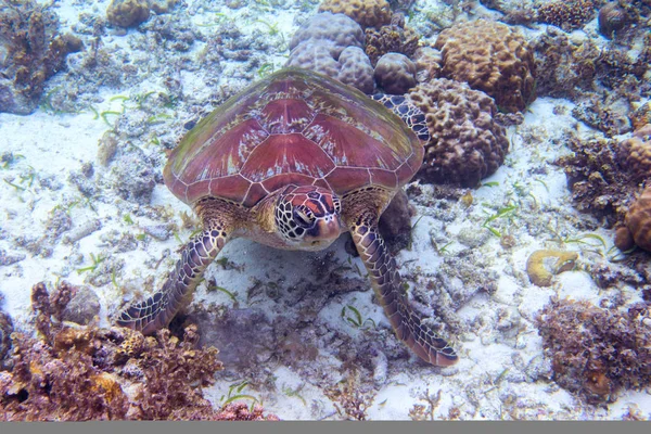 Sea turtle eat seaweed on sea bottom. Tropical seashore underwater photo. Marine tortoise undersea. Green turtle in natural environment. Green turtle underwater. Marine animal of tropical seashore