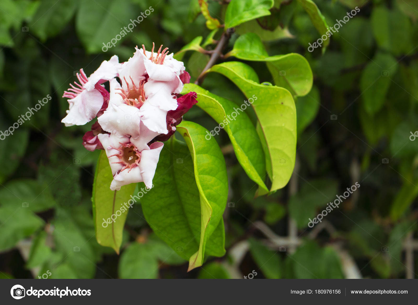 Plante Tropicale Avec Photo Closeup Feuille Verte Fleurs