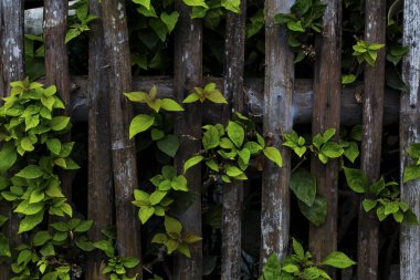 Tropikal bitki yaprak yeşil closeup fotoğraf ile. Rustik ahşap çit ve yeşil ağaç dalı. Yeşillik yağmur sonrası ıslak. Basit köy Bahçe. Kırsal açık fotoğraf. Tropikal bitki yaprak çitin üzerinden