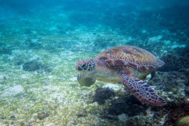 Yeşil Kaplumbağa sahil tropikal Adası'nın içinde. Kaplumbağa sualtı fotoğraf. Deniz kaplumbağa denizaltı. Yeşil Kaplumbağa doğal ortamda. Deniz kaplumbağası su altında yüzüyor. Tropik sahil deniz hayvanı