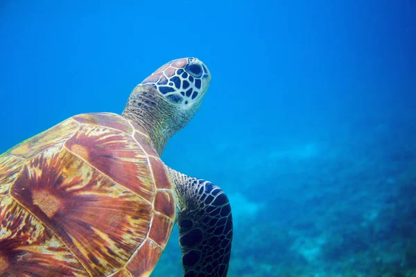 Sea turtle closeup in blue water. Coral reef animal underwater photo. Marine tortoise undersea. Green turtle in natural environment. Green turtle underwater. Tropical seashore. Oceanic animal portrait