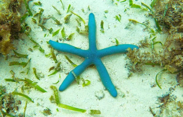 Блакитна Зірка Дні Тропічного Моря Підводний Пейзаж Рожевою Морською Зіркою — стокове фото