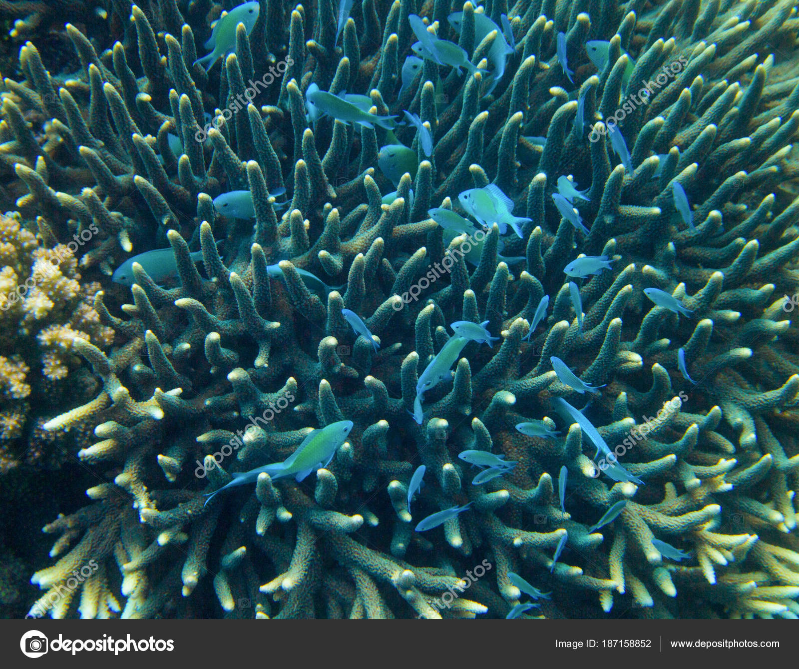 Viele Fische, die an der Küste der Küste