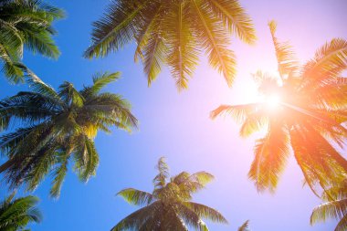 Coco palm ağacı üst turuncu ile flare. Palmiye ağacı kron güneşli gökyüzü arka plan üzerinde yeşil yaprakları ile.