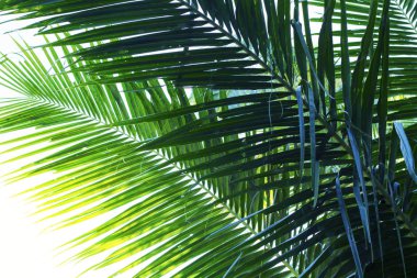 Hindistan cevizi hurma ağacı yaprak fotoğraf. Coco yaprak siluet portre. Soyut coco palm yaprak arka plan.