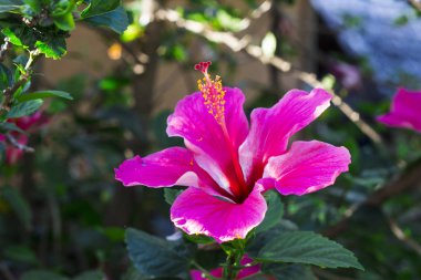 Pembe hibiscus çiçek yeşil dalı. Pembe Çiçek yaprak yeşil ile. Tropikal Bahçe ayrıntı çiçeklenme.