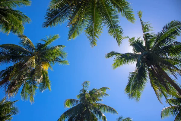 Tropikal peyzaj palmiye ağaçları ile. Palmiye ağacı kron güneşli gökyüzü arka plan üzerinde yeşil yaprakları ile.