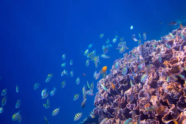 Underwater landscape of tropical seashore. Coral reef wall in open sea water.