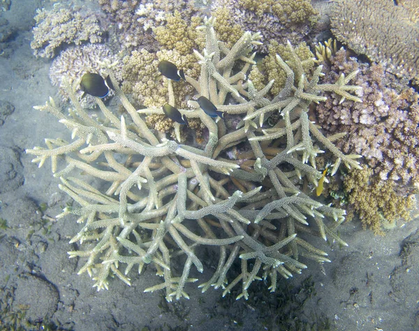 Coral fish fry in white coral. Exotic island sea shore. Tropical seashore landscape underwater photo. — Stock Photo, Image